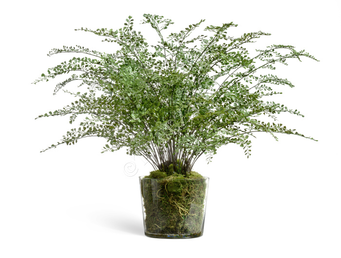 Папоротник Адиантум большой в стекле с мхом, корнями, землёй фото