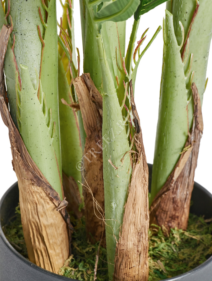 Пальма Арека Бетель 5 стволов фото