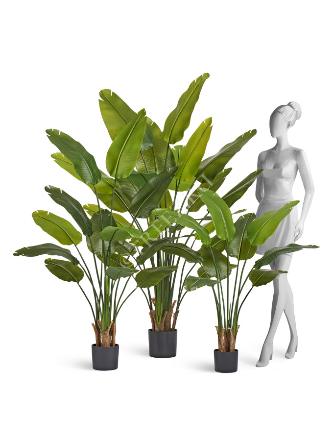 Стрелиция New Style (Sensitive Botanic) фото