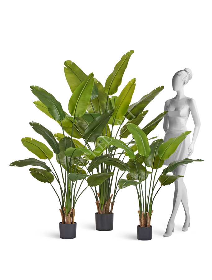 Стрелиция New Style (Sensitive Botanic) фото