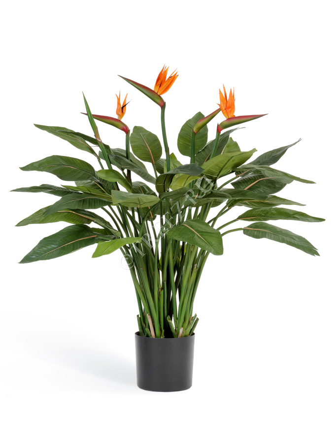 Стрелиция Королевская натуральная 130 см фото