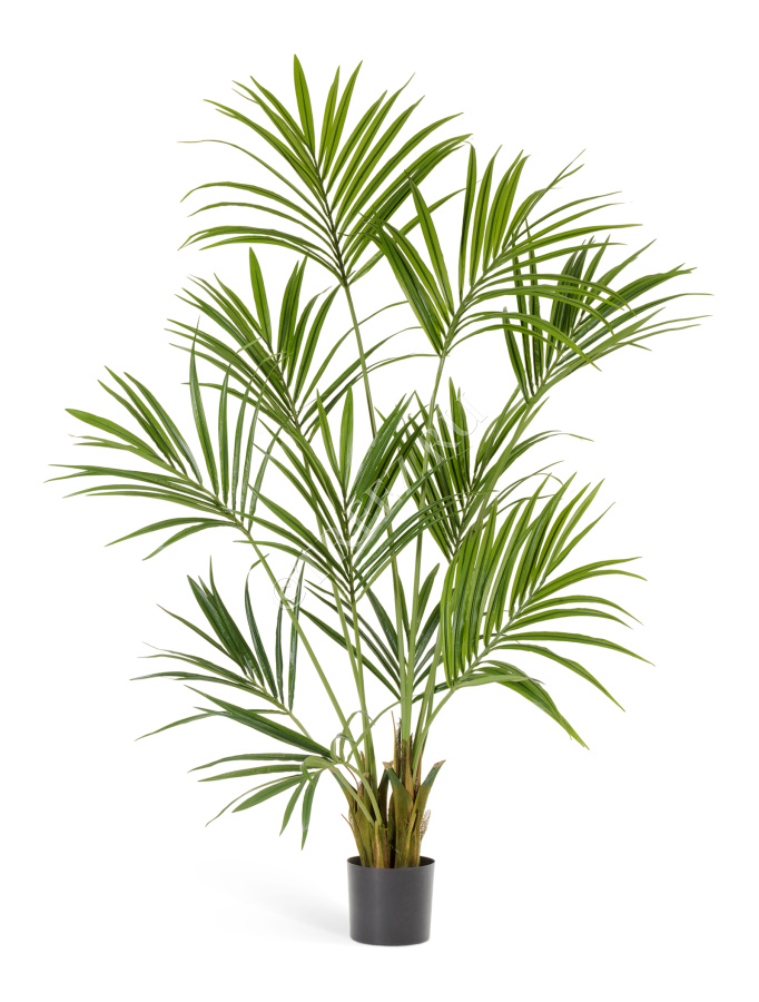 Пальма Кентия (Ховея) фото