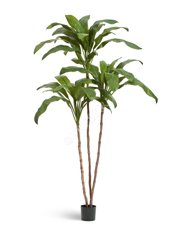 Кордилина Фрутикоза зелёная фото