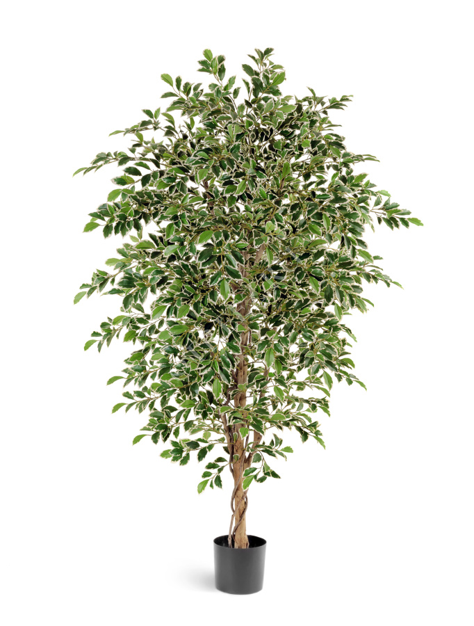 Фикус Фолиа пёстрый фото