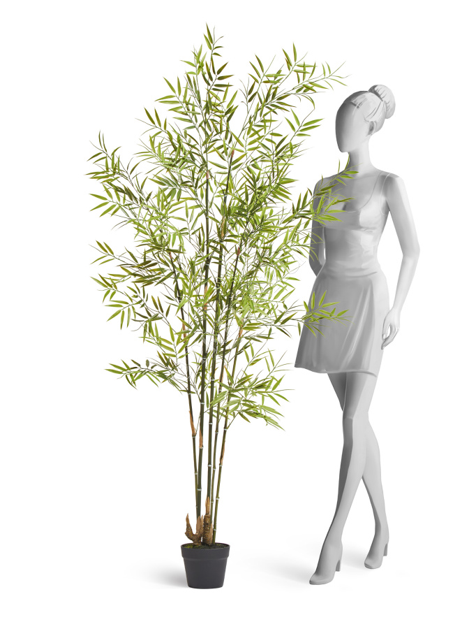 Бамбук японский Style (с UV-фильтром)  фото