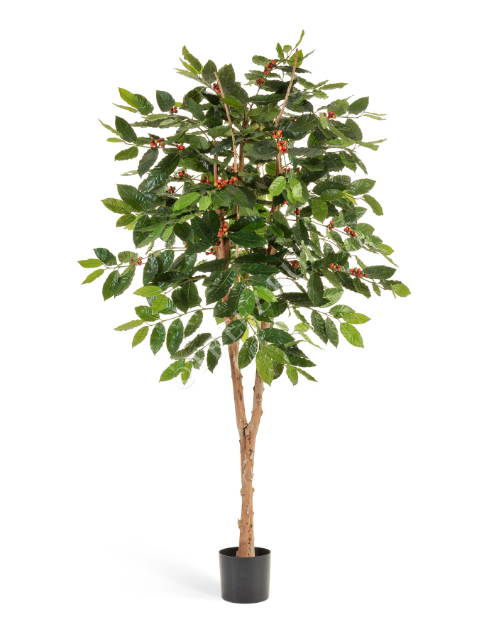 Кофейное дерево с плодами фото