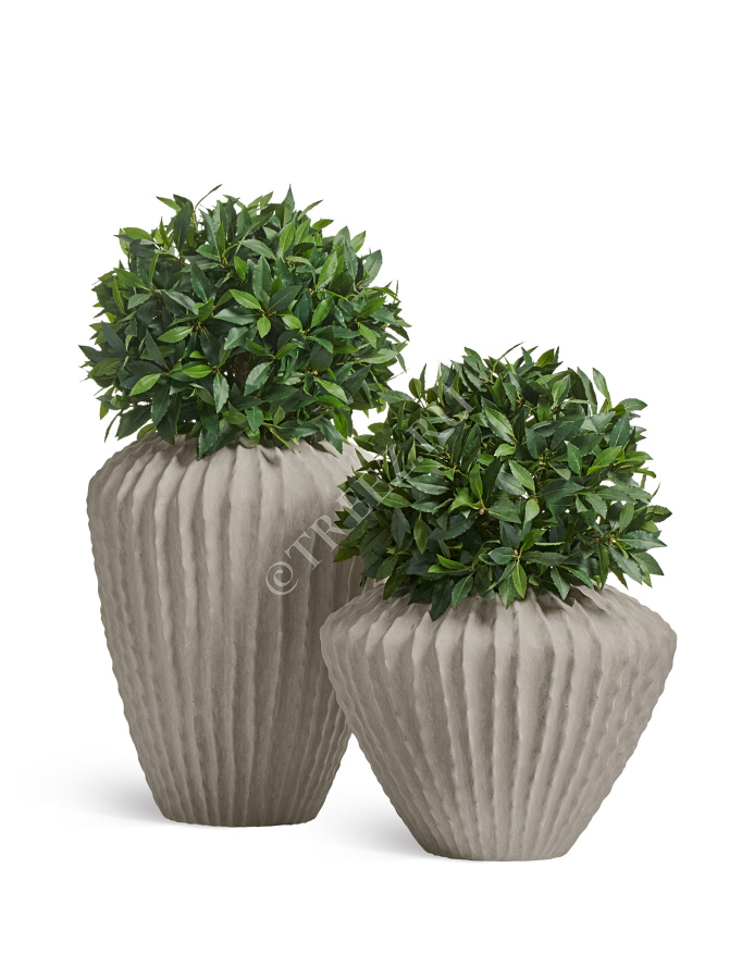 Лавр круглый на низком стволе фото