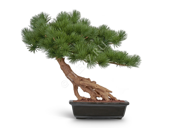 Бонсай стелющийся Сосна Японская белая Негиши в керамическом кашпо фото