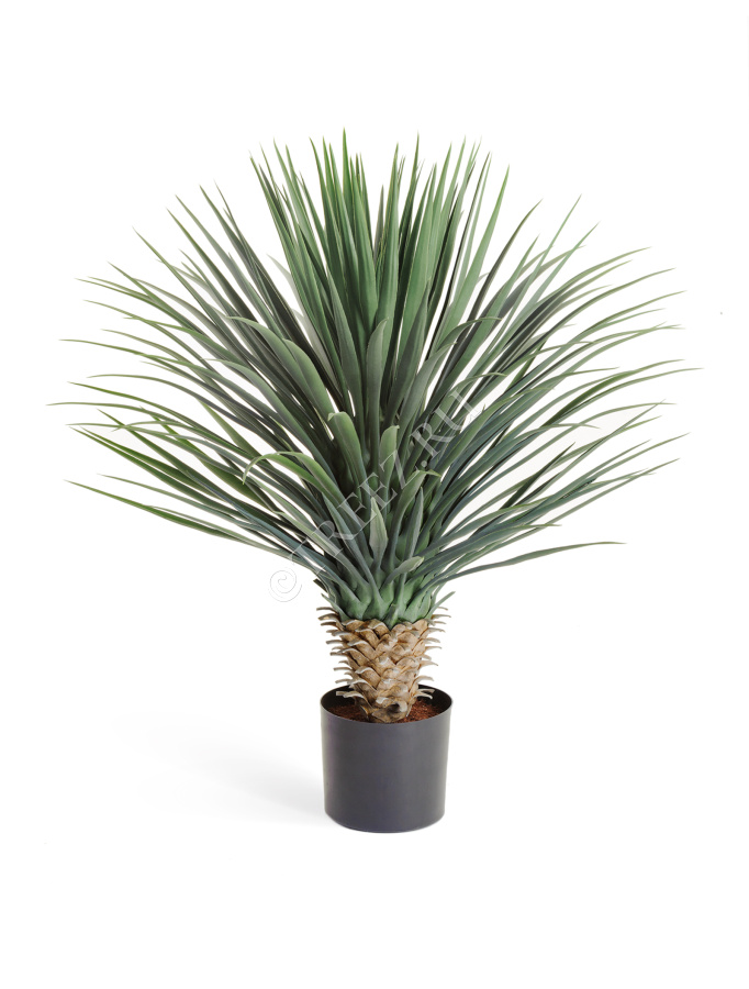 Юкка Рострата куст фото