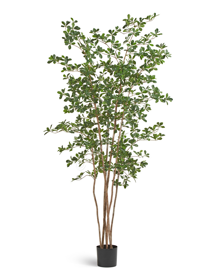 Лесная чёрная олива Ориентал фото