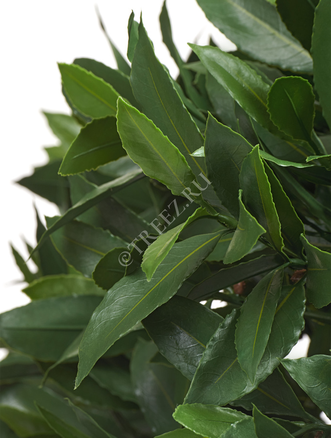 Лавр круглый с UV-фильтром уличный фото