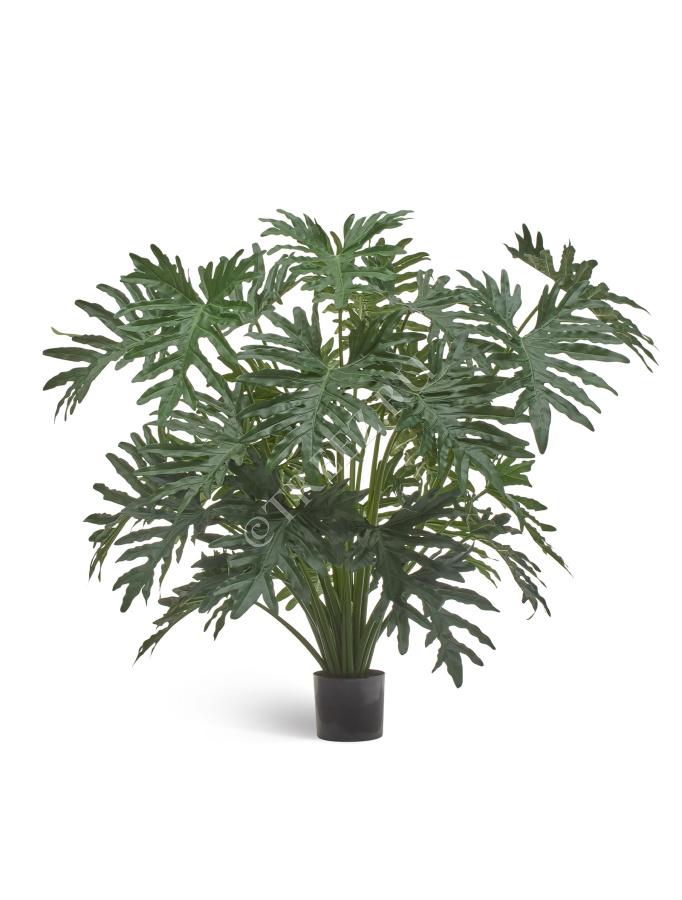 Филодендрон Селло Лардж куст фото