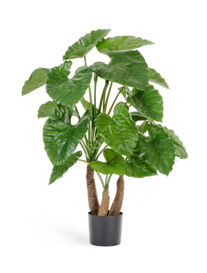 Алоказия Калидора фото