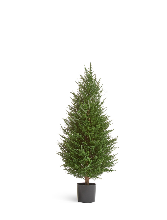 Кипарис Тауэр Элегант уличный фото