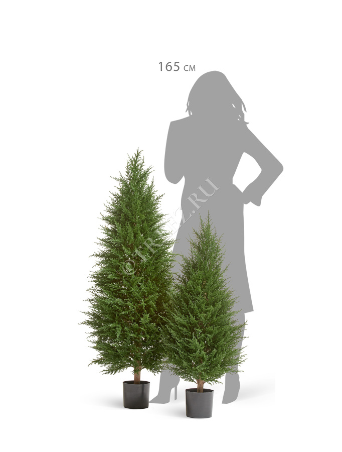 Кипарис Тауэр Элегант уличный фото