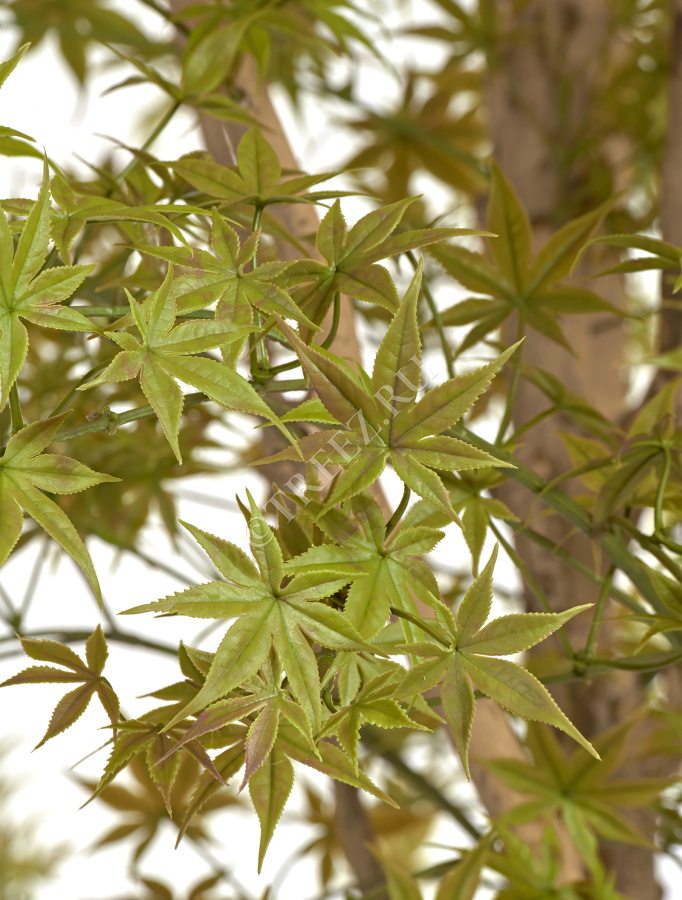 Гигантский Японский клён Баттерфляй фото