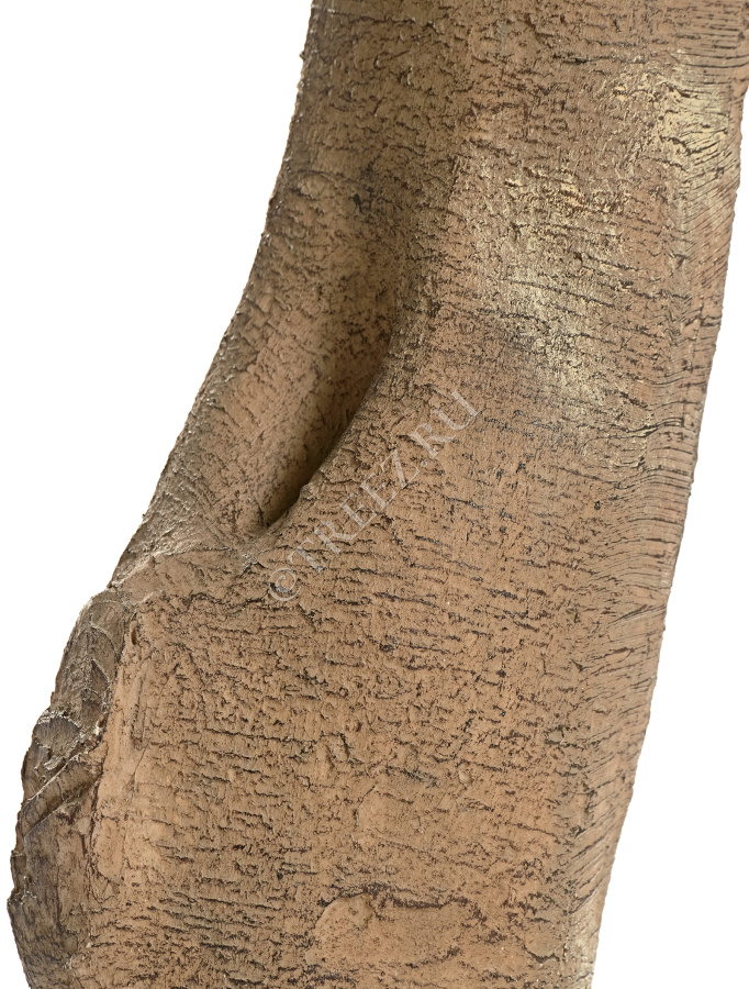 Гигантский фикус Лирата штамбовый фото