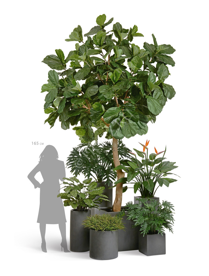 Гигантский фикус Лирата штамбовый фото