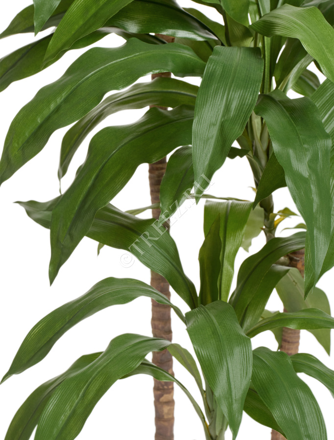 Драцена Джанет Крейг зелёная фото