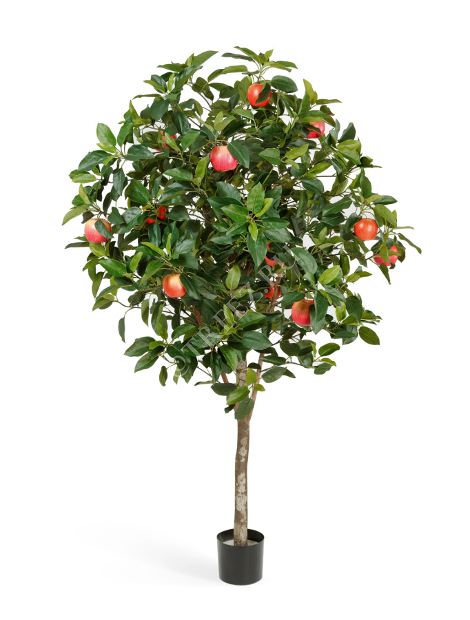 Яблоня фото