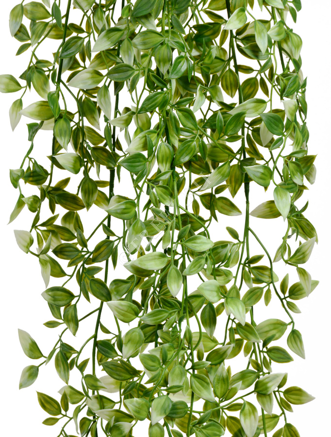 Традесканция бело-зелёная фото