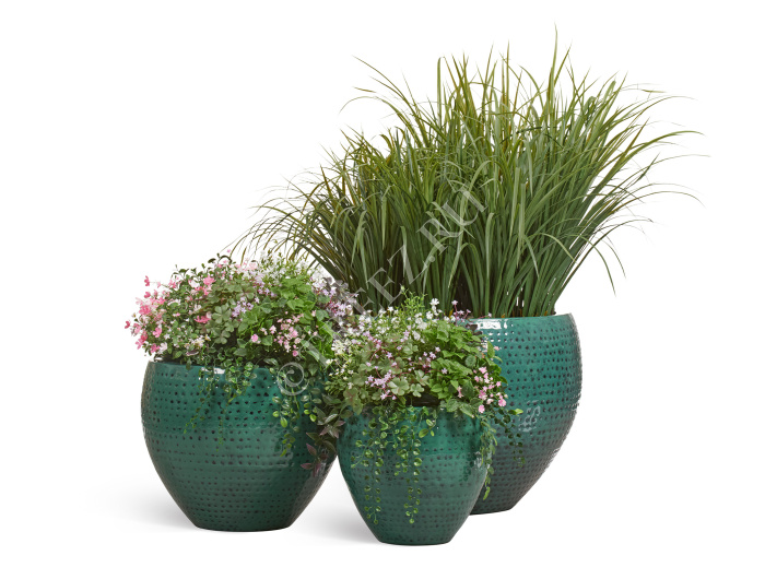 Цветущее разнотравье куст фото