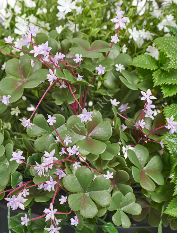 Цветущее разнотравье куст фото