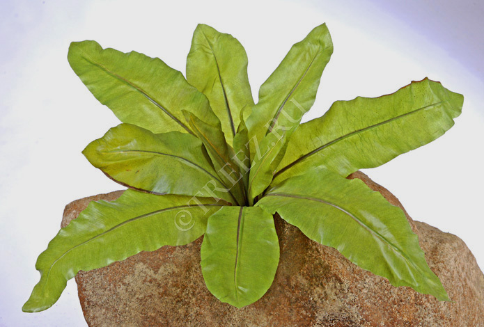 Асплениум Натуральный фото