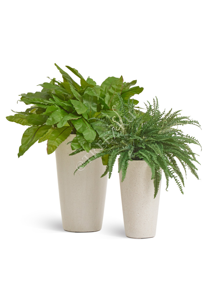 Асплениум Натуральный большой фото