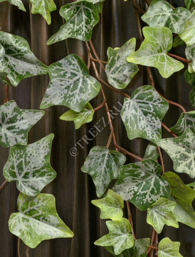 Английский плющ Олд Тэмпл припылённо-зелёный фото
