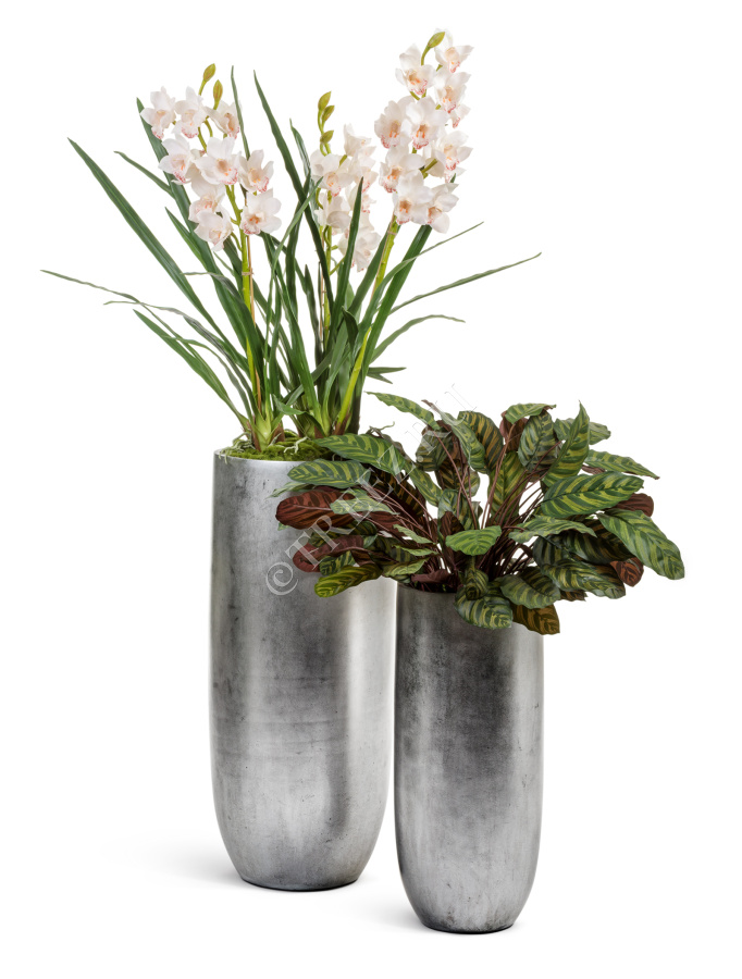 Орхидея Цимбидиум куст белый 3 ветки с имитацией земли (без кашпо) фото