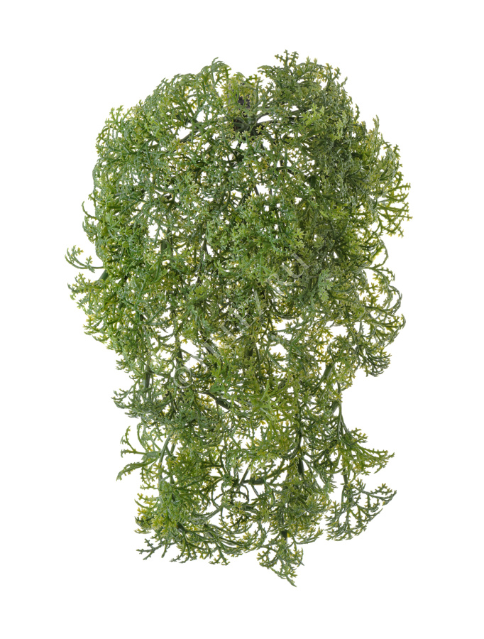 Ватер-грасс (Рясковый мох) куст зелёный фото