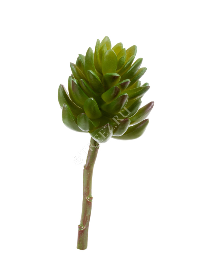 Суккулент Синокрассула большая зелёная фото
