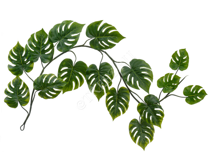 Монстера Giant лиана фото