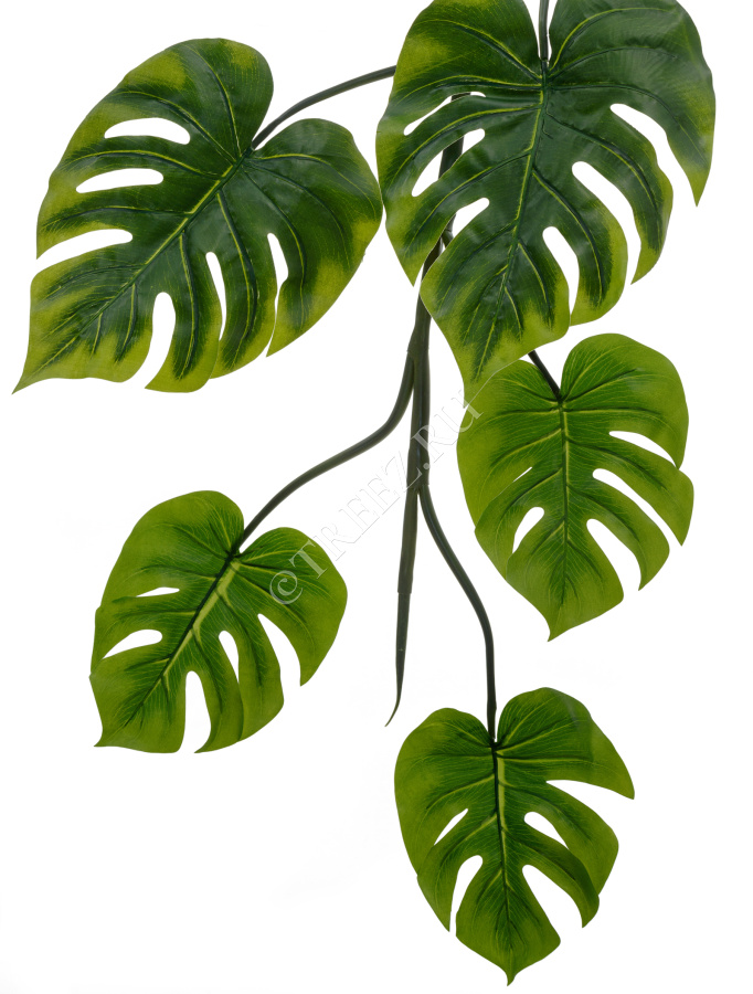 Монстера Giant лиана фото