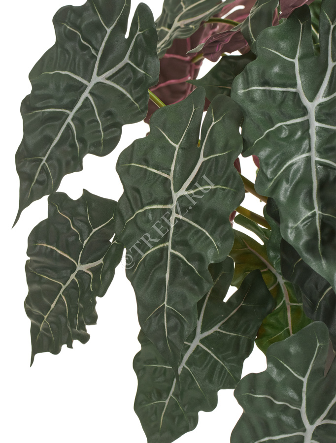 Алоказия куст фото