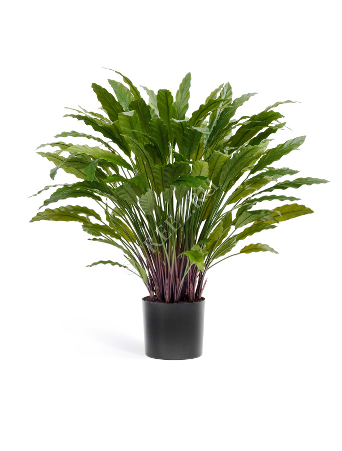 Калатея в горшке фото