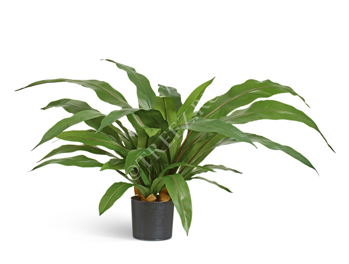 Асплениум куст Гигант в кашпо фото