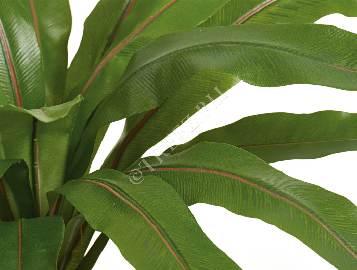 Асплениум узколистный фото