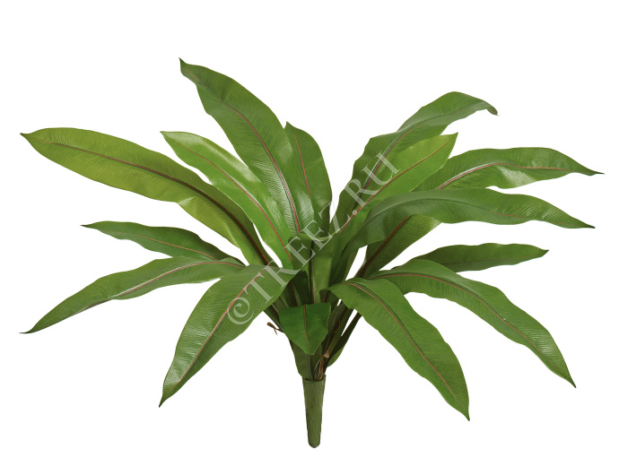 Асплениум узколистный фото