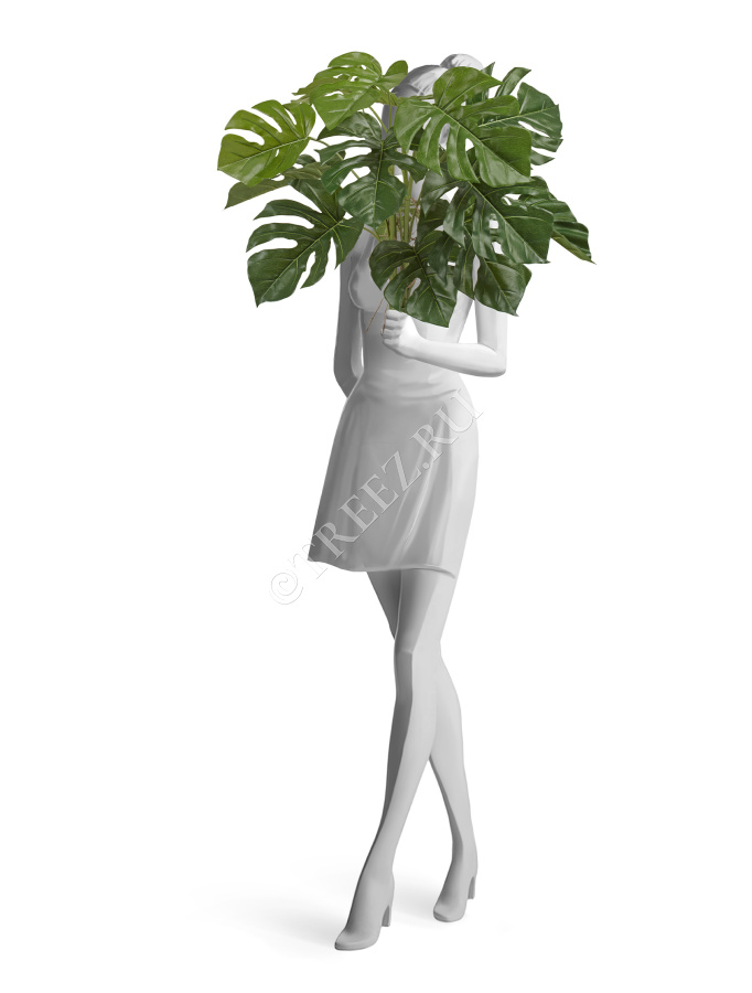 Монстера Деликоза куст фото