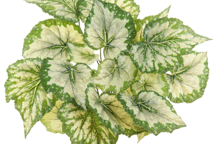 Бегония куст крупнолистная светло-зелёная большая фото