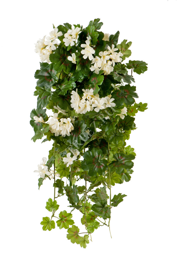 Герань ампельная кремовая фото