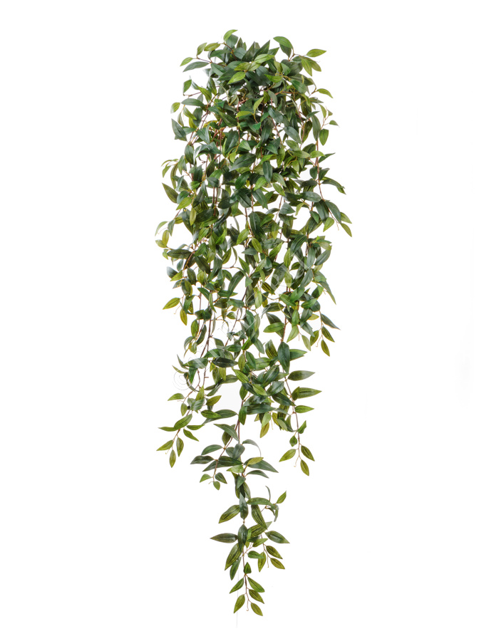 Традесканция зелёная ампельная фото