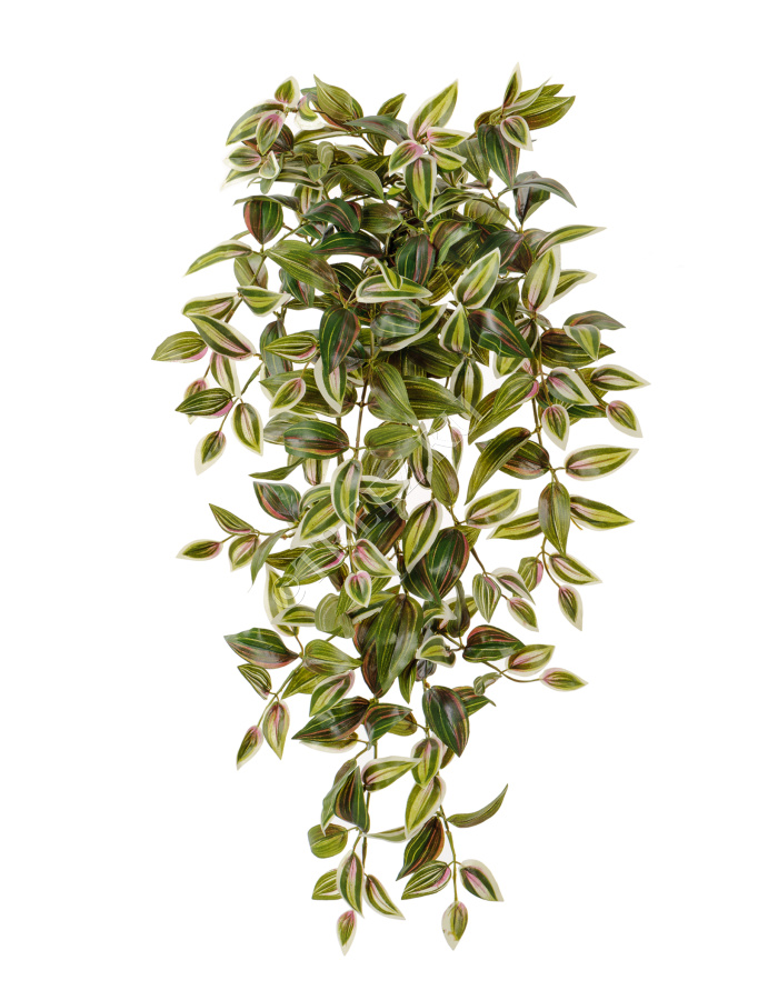 Традесканция зелёно-бело-розовая ампельная большая фото