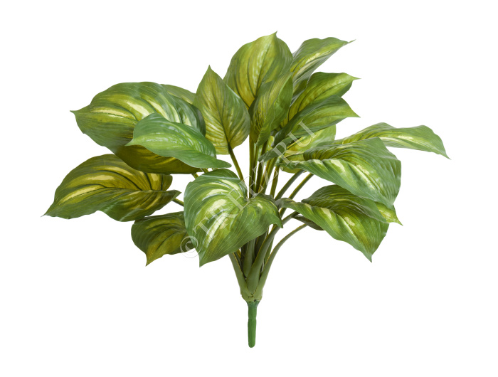 Хоста жёлто-зелёная большая (Sensitive Botanic) фото