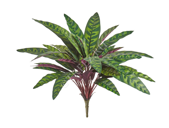 Калатея узколистная Лансифолия куст фото