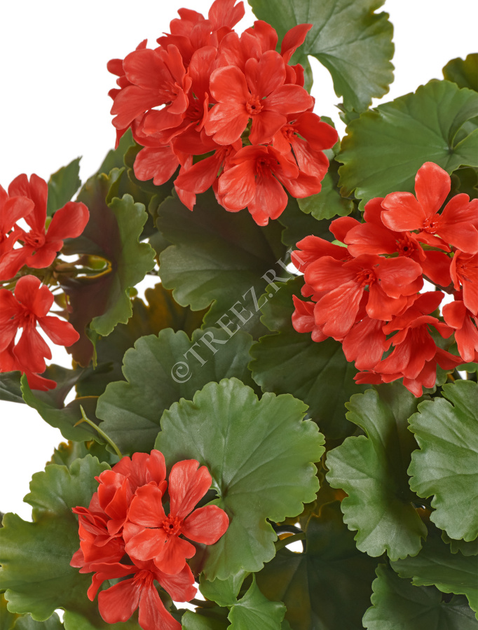 Герань ампельная красная (UV-фильтр) фото