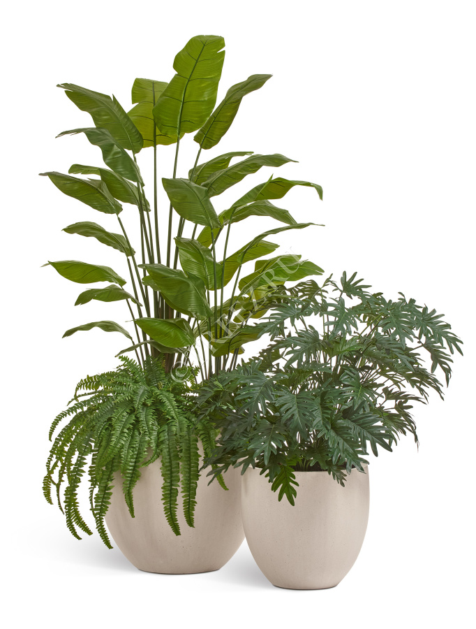 Папоротник Бостон Новый свисающий Мидл фото