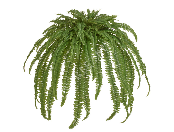 Папоротник Бостон Новый свисающий Биг фото